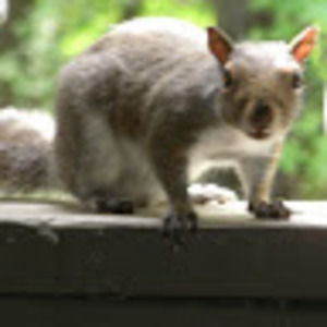 Meet your Posher, Charles